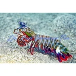 Peacock Mantis Shrimp
