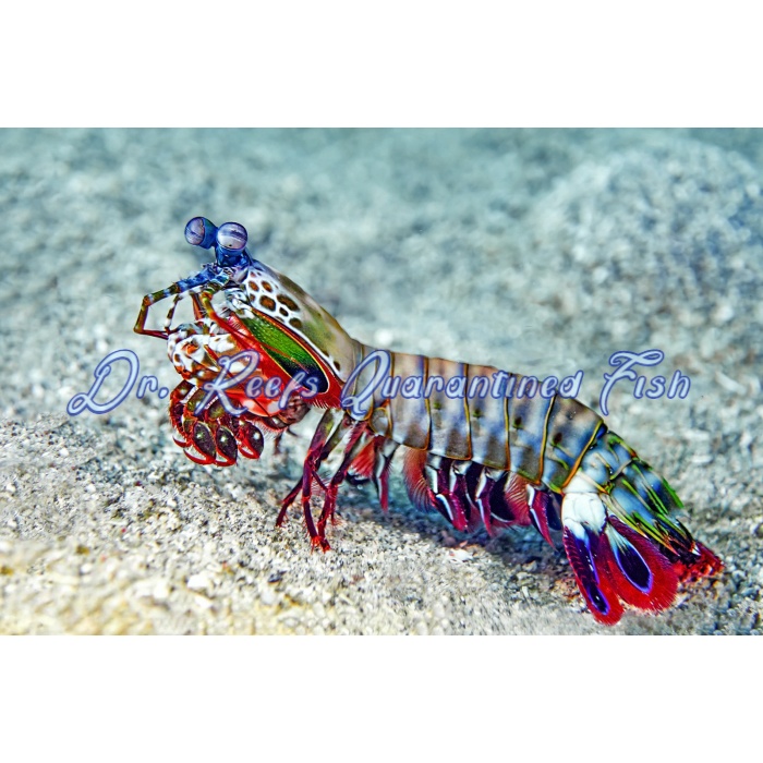 Peacock Mantis Shrimp - Image 1