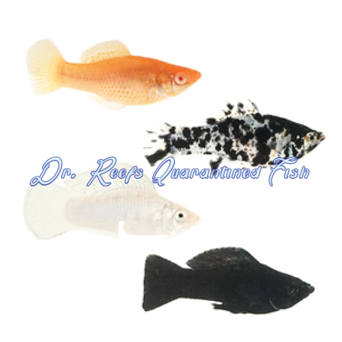 Sailfin Molly - Image 1