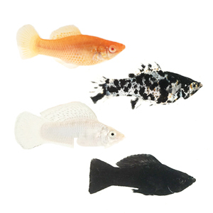 sailfinmolly Sailfin Molly - Image 1