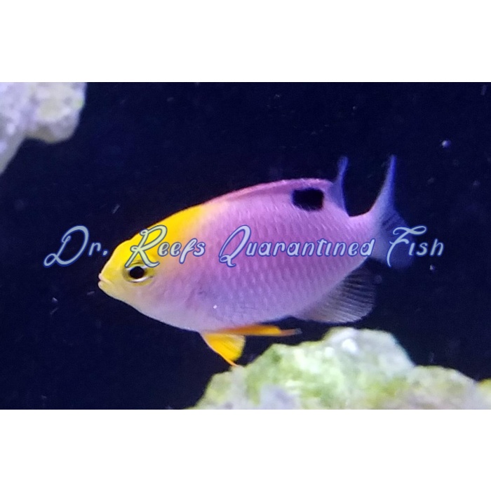 Talbot's Damsel - Image 1