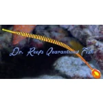 Yellow Multibanded Pipefish EXPERT ONLY