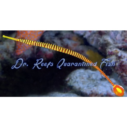 Yellow Multibanded Pipefish EXPERT ONLY