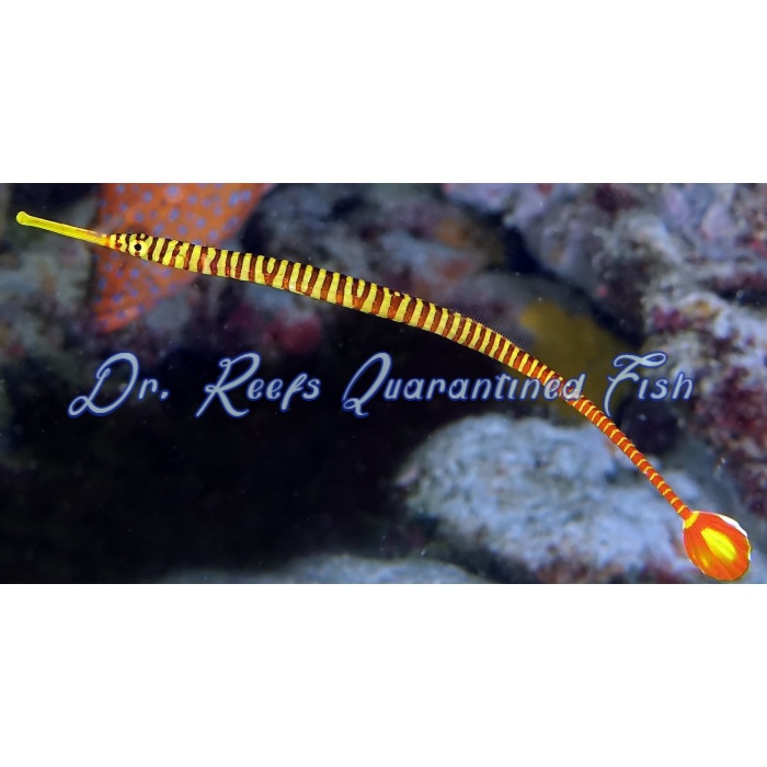 Yellow Multibanded Pipefish EXPERT ONLY - Image 1