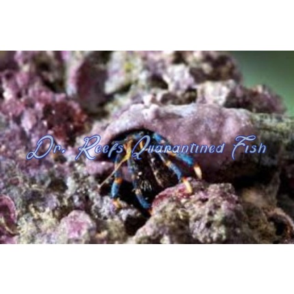 Blue Leg Hermit Crabs