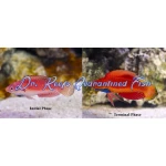Blue Throat Fairy Wrasse