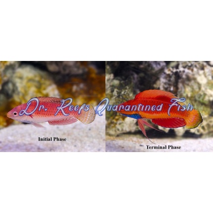 Blue Throat Fairy Wrasse