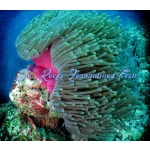 Ritteri Anemone
