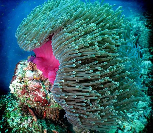 mag Ritteri Anemone - Image 1