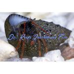 Red Leg Hermit Crabs