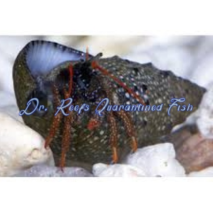 Red Leg Hermit Crabs