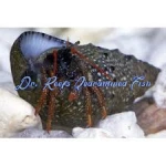 Red Leg Hermit Crabs