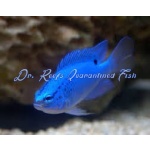 Blue Damselfish