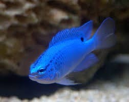 bluedamselfish Blue Damselfish - Image 1