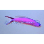 Purple Tilefish