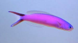 purpletilefish Purple Tilefish - Image 1