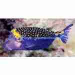 Blue Boxfish (Male)