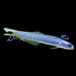 Blue Gudgeon Goby