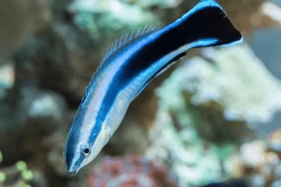 What Do Cleaner Wrasse Eat? | Quarantined Fish