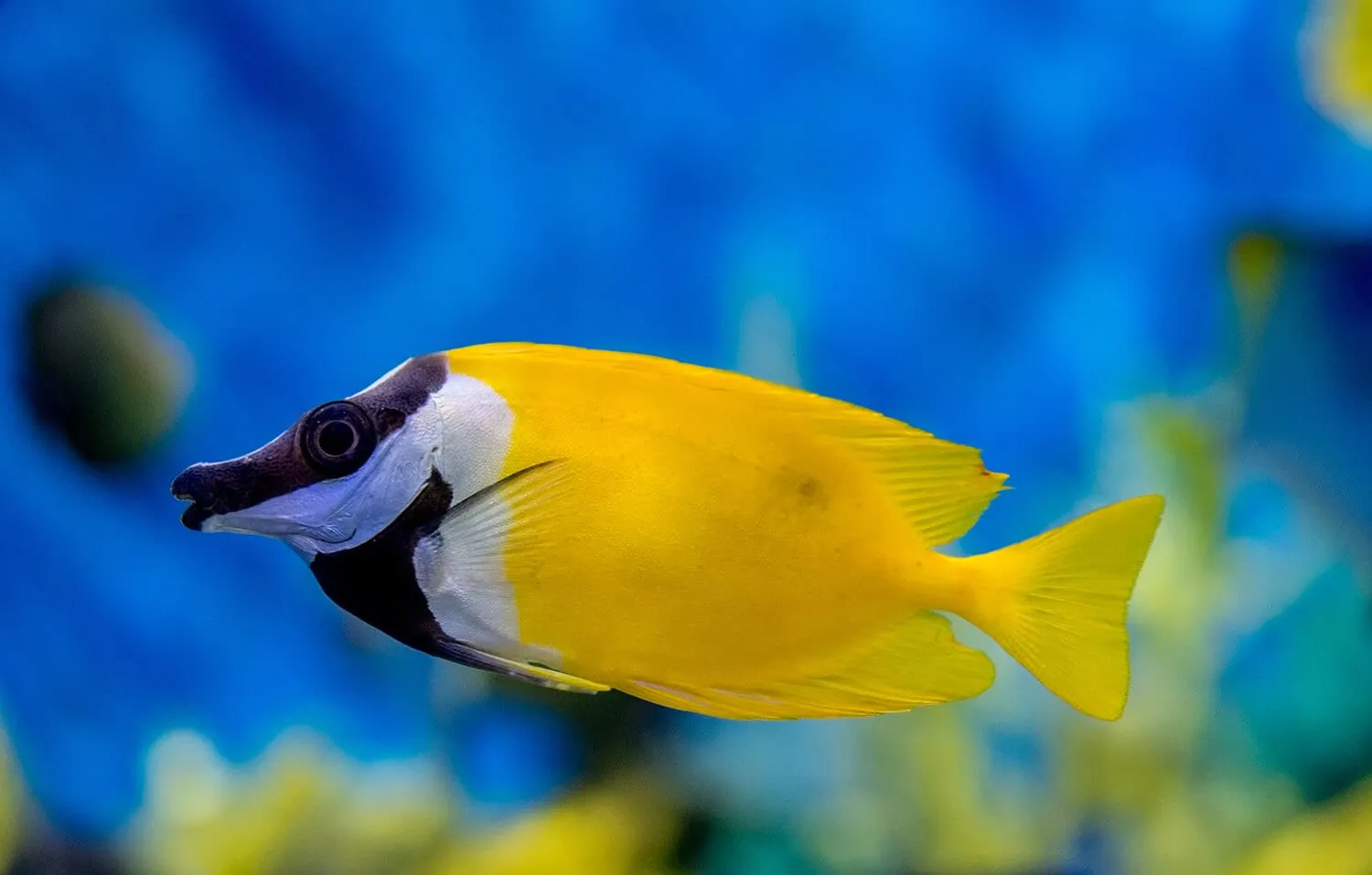 Where Do Foxface Rabbitfish Live? | Quarantined Fish