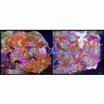 Rhodactis Mushroom Orange on a rock