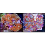 Rhodactis Mushroom Orange on a rock
