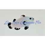 Snow Storm Clownfish