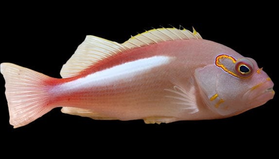 arceyehawk Arc Eye Hawk - Image 1