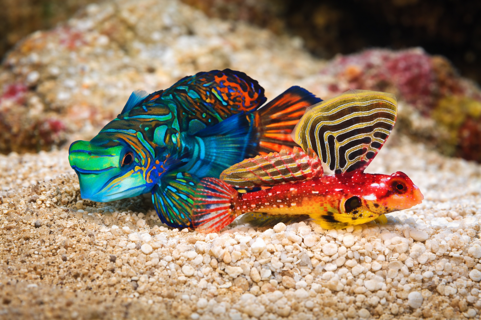 Ruby Goby Ruby Red Dragonet | Quarantined Fish