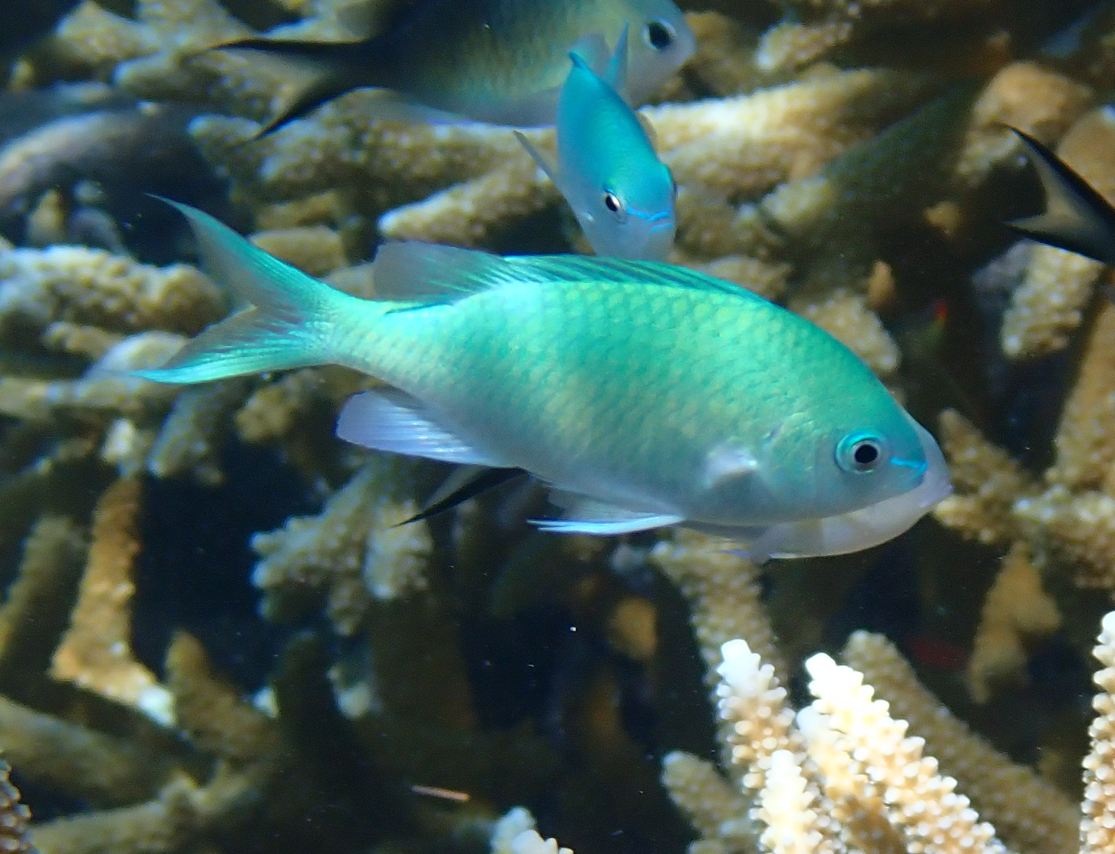 Chromis for Sale | Quarantined Fish