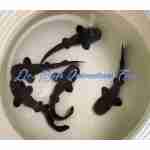 Short-Tail Nurse Shark Pup