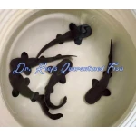 Short-Tail Nurse Shark Pup