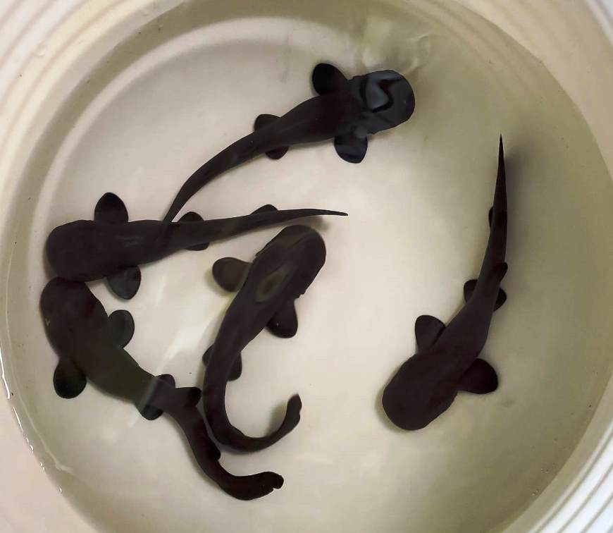shorttailnursesharkpup Short-Tail Nurse Shark Pup - Image 1