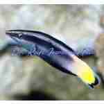 Bicolor Cleaner Wrasse