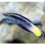 Bicolor Cleaner Wrasse