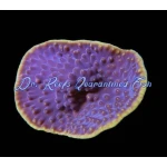 Cup Coral