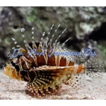 Dwarf/Zebra Lionfish