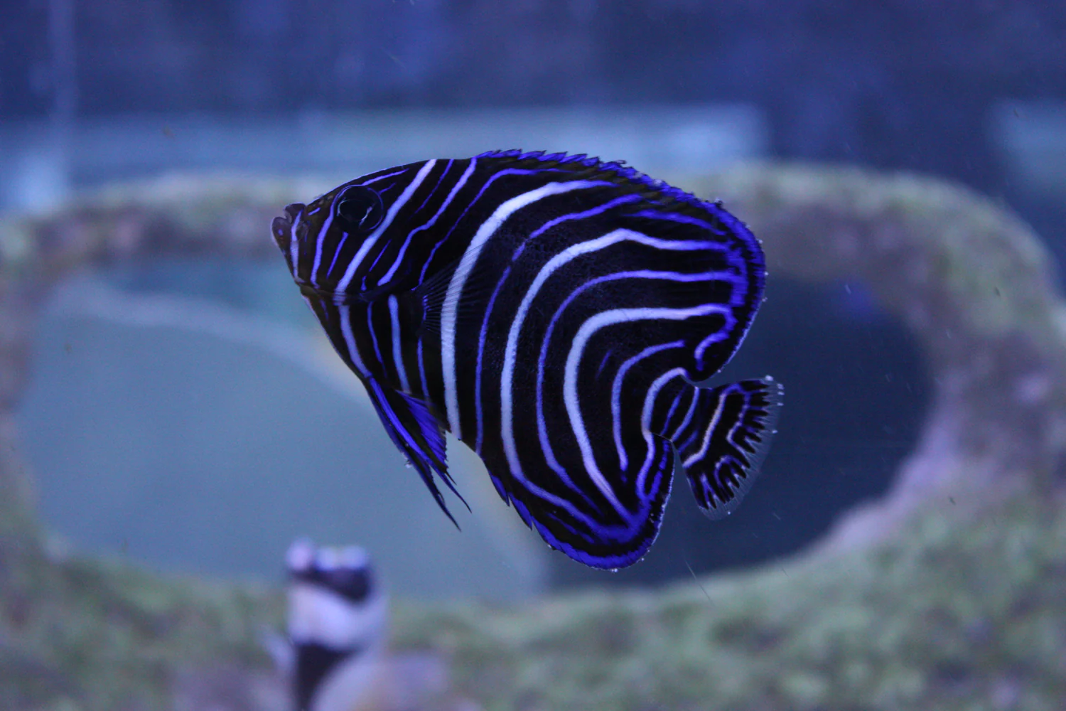 Koran Angelfish for Sale: Growth, Tank Size and Compatibility ...