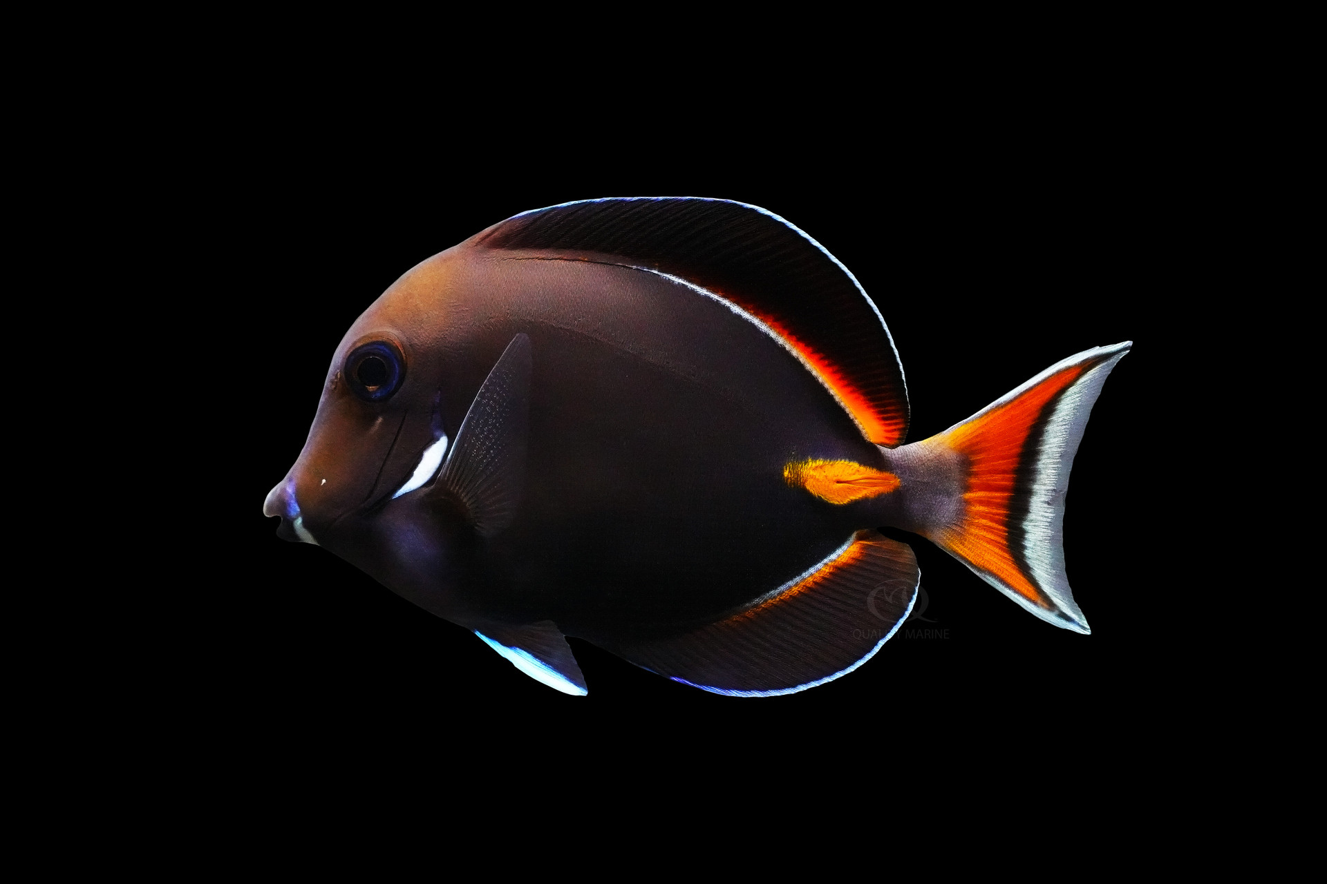 Achilles Tang for Sale: Expert Care Guide for Advanced Aquarists ...