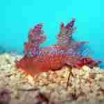 Orange Dragon Slug