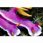 Purple Sea Slug