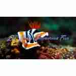 Tricolor Sea Slug