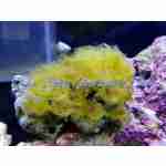 Yellow Polyp
