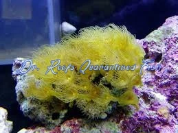 yellow-polyp Yellow Polyp - Image 1
