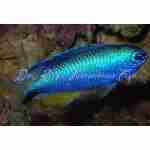 Allen's Damselfish
