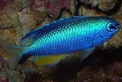 allensdamselfish Allen's Damselfish - Image 1