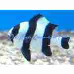 Four Stripe Damselfish