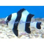 Four Stripe Damselfish