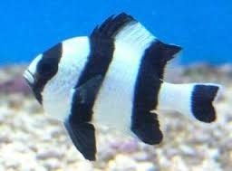 fourstripedamselfish Four Stripe Damselfish - Image 1