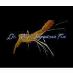 Shrimp - Donald Duck